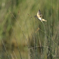 Rousserolle turdoïde, Acrocephalus arundinaceus, Great Reed Warbler