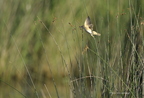 Rousserolle turdoïde, Acrocephalus arundinaceus, Great Reed Warbler