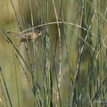 Rousserolle turdoïde, Acrocephalus arundinaceus, Great Reed Warbler