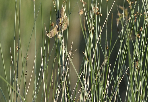 Rousserolle turdoïde, Acrocephalus arundinaceus, Great Reed Warbler