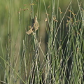 Rousserolle turdoïde, Acrocephalus arundinaceus, Great Reed Warbler