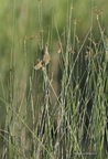 Rousserolle turdoïde, Acrocephalus arundinaceus, Great Reed Warbler