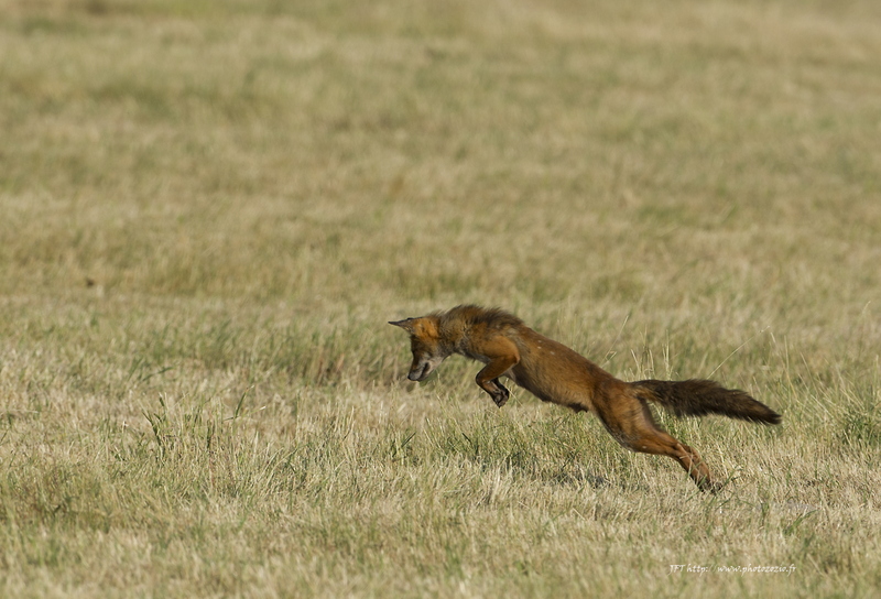 Renard roux, Vulpes vulpes, Goupil, Red fox _DSC3210.jpg