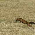 Renard roux, Vulpes vulpes, Goupil, Red fox