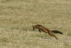 Renard roux, Vulpes vulpes, Goupil, Red fox