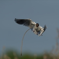 Mouette rieuse, Chroicocephalus ridibundus, Black-headed Gull