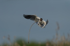 Mouette rieuse, Chroicocephalus ridibundus, Black-headed Gull