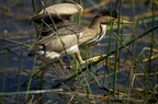 Blongios nain, Ixobrychus minutus, Little Bittern