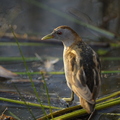 Marouette poussin, Porzana parva, Little Crake