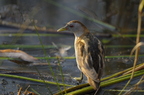Marouette poussin, Porzana parva, Little Crake