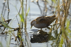 Marouette poussin, Porzana parva, Little Crake