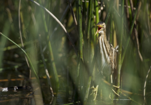 Blongios nain, Ixobrychus minutus, Little Bittern