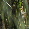 Blongios nain, Ixobrychus minutus, Little Bittern