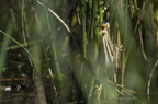 Blongios nain, Ixobrychus minutus, Little Bittern