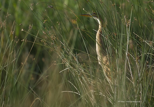 Héron pourpré, Ardea purpurea, Purple Heron