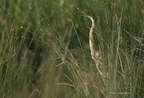 Héron pourpré, Ardea purpurea, Purple Heron