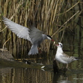 Guifette moustac, Chlidonias hybrida, Whiskered Tern