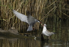 Guifette moustac, Chlidonias hybrida, Whiskered Tern