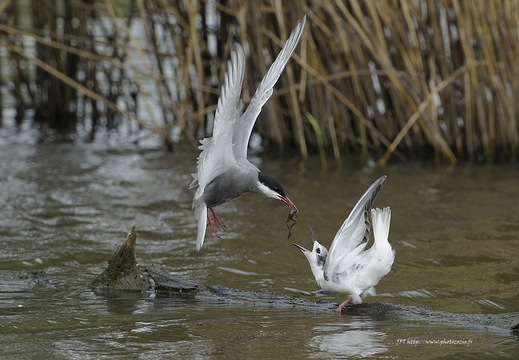 Guifette moustac, Chlidonias hybrida, Whiskered Tern