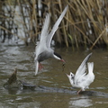 Guifette moustac, Chlidonias hybrida, Whiskered Tern