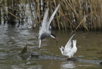 Guifette moustac, Chlidonias hybrida, Whiskered Tern