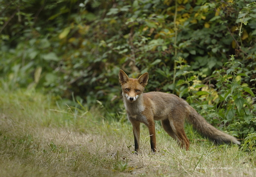 Renard roux, Vulpes vulpes, Goupil, Red fox