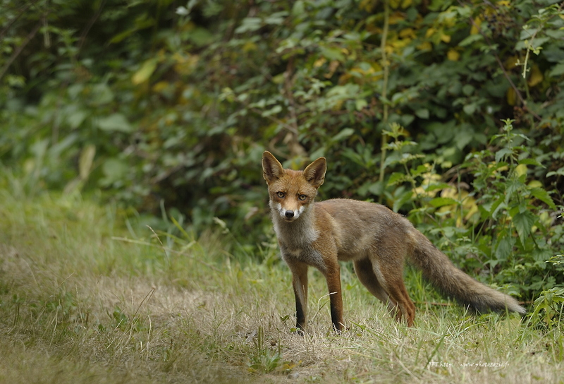 Renard roux, Vulpes vulpes, Goupil, Red fox _DSC8711.jpg