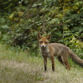 Renard roux, Vulpes vulpes, Goupil, Red fox