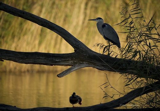 Héron cendré, Ardea cinerea, Grey Heron