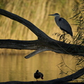 Héron cendré, Ardea cinerea, Grey Heron