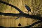 Héron cendré, Ardea cinerea, Grey Heron