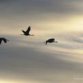 Grue cendrée, Grus grus, Common Crane