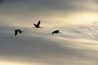 Grue cendrée, Grus grus, Common Crane