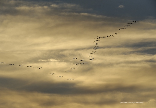 Grue cendrée, Grus grus, Common Crane