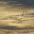 Grue cendrée, Grus grus, Common Crane