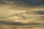 Grue cendrée, Grus grus, Common Crane