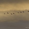 Grue cendrée, Grus grus, Common Crane