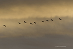 Grue cendrée, Grus grus, Common Crane