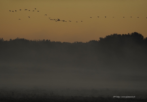 Grue cendrée, Grus grus, Common Crane
