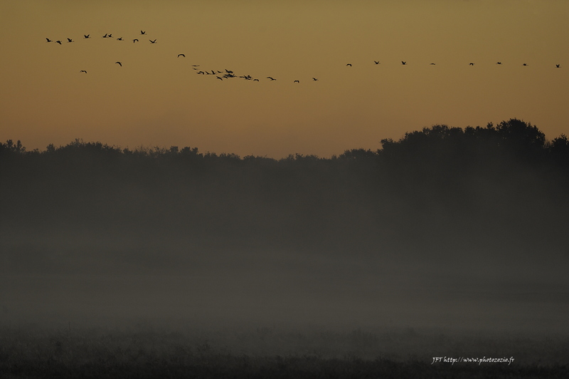 Grue cendrée, Grus grus, Common Crane _DSC4983.jpg