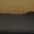 Grue cendrée, Grus grus, Common Crane