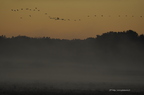 Grue cendrée, Grus grus, Common Crane