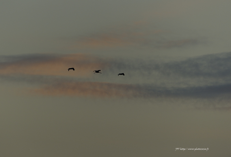Grue cendrée, Grus grus, Common Crane _DSC6933_1.jpg