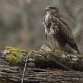 Buse variable, Buteo buteo, Common Buzzard