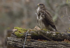 Buse variable, Buteo buteo, Common Buzzard