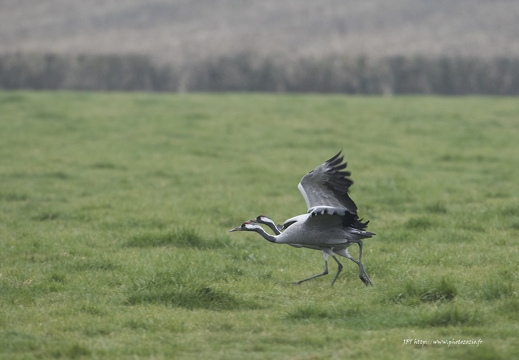 Grue cendrée, Grus grus, Common Crane