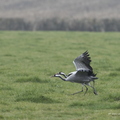 Grue cendrée, Grus grus, Common Crane