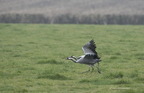 Grue cendrée, Grus grus, Common Crane