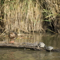 Cistude d'Europe, Emys orbicularis, Tortue de Brenne