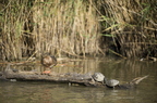 Cistude d'Europe, Emys orbicularis, Tortue de Brenne